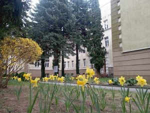 Perspektywa z poziomu gruntu, skierowana w stronę bocznej elewacji szkoły. Na pierwszym planie rośnie rząd jasnożółtych żonkili, świeżo zakwitłych w glebie, z liśćmi wąskimi i wysokimi. Po lewej stronie żółty krzew wiosenny – być może forsycja. W tle widać elewację budynku z białymi oknami oraz rosnące wysokie iglaki – świerki i jodły – które częściowo zasłaniają fasadę. Całość otacza wrażenie zadbanego, zielonego kampusu szkolnego w okresie wiosennym.